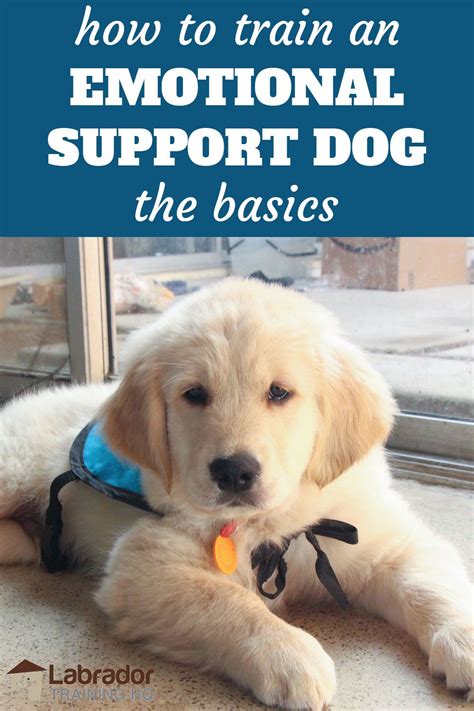 Emotional support dog training. Things To Know About Emotional support dog training. 